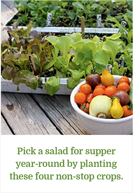 Pick a salad for supper year-round by planting these four non-stop crops.