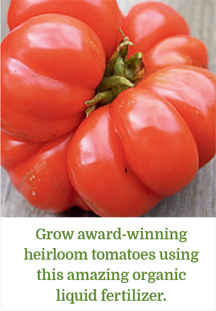 Grow award-winning heirloom tomatoes using this amazing organic liquid fertilizer.