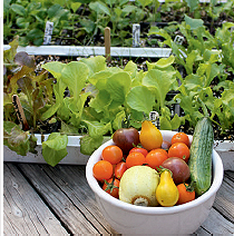 Pick a salad for supper year-round by planting these four non-stop crops.